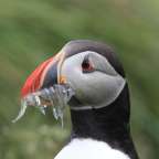 Ein Vogel mit einem Fisch im Schnabel