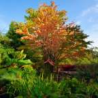 Ein Baum mit bunten Blättern in einem Park