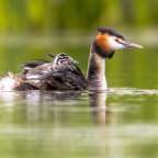 Ein braun-weißer Vogel schwimmt mit zwei Küken im Wasser