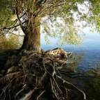 Ein Baum steht am Ufer eines Sees