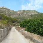 Ein Feldweg mit Bäumen und einem Berg im Hintergrund