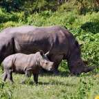 Ein Nashorn und ein Baby stehen im Gras