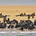 Eine große Gruppe von Seelöwen am Strand
