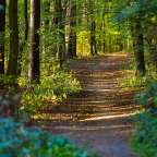 Ein Pfad in einem Wald mit vielen Bäumen und Blättern