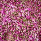 Ein Haufen rosa Blumen auf einem Tisch