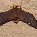 Eine Fledermaus hängt an einer Wand mit offenem Maul