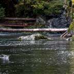 Ein Fisch schwimmt in einem Fluss mit einem Baumstamm im Hintergrund