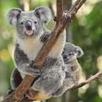 Zwei Koalas sitzen auf einem Ast, die Mutter umarmt ihr Junges.