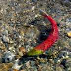 Lachswanderung an der Mündung des Adams River