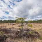 Ein kleiner Baum wächst in einem Feld mit einem bewölkten Himmel im Hintergrund