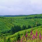 Ein grüner Wald mit lila Blumen im Vordergrund