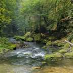Ein Fluss, der durch einen Wald fließt