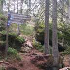 Ein Wegweiser in einem Wald zeigt die richtige Richtung