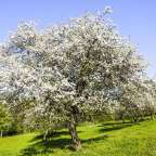 Ein Baum mit weißen Blüten steht in einem Feld
