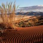 Ein hohes Gras wächst auf einer Sanddüne in der Wüste