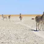 Drei Zebras stehen auf einem Feld und schauen in die Kamera