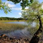 Ein Baum steht am Ufer eines Sees