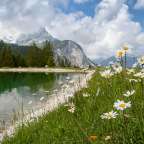 Ein Feld mit Gänseblümchen und einem See im Hintergrund