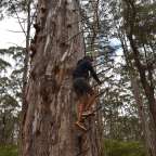 Eine Person klettert auf einen Baum mit einer Leiter