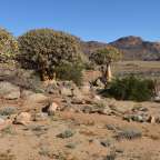 Namaqualand bei Springbok
