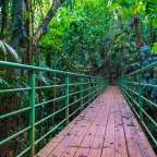 Eine Holzbrücke im Dschungel mit grünem Geländer