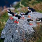 Eine Gruppe von Puffins steht auf einem Felsen
