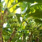 Ein Baum mit einem Haufen Bananen darauf