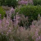 Ein Feld mit lila Blüten und grünen Bäumen im Hintergrund