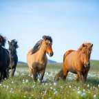 Drei Pferde laufen in einem Feld mit Blumen