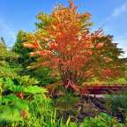 "The Botanics"