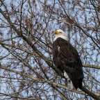 Ein Weißkopfseeadler sitzt auf einem Ast eines Baumes