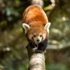 Ein roter panda steht auf einem baumstamm und schaut in die kamera