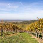 Ein Weinberg auf einem Hügel mit Blick auf eine Stadt