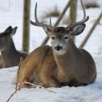Ein Hirsch liegt im Schnee und schaut in die Kamera