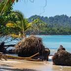 Ein Strand mit Treibholz und Palmen im Hintergrund