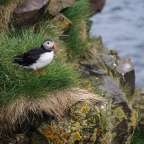 Ein Puffin sitzt auf einem Felsen in der Nähe des Wassers
