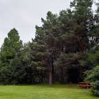 Ein Feld mit Bäumen und einem Picknicktisch
