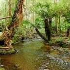 Ein Fluss fließt durch einen üppigen grünen Wald