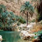 Ein Teich mit Palmen und Felsen im Hintergrund