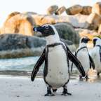 Drei Pinguins stehen am Strand und schauen in die Kamera