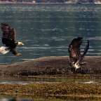 Ein Weißkopfseeadler fliegt über einen Felsen ins Wasser