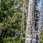 Eine Seilbrücke zwischen zwei Bäumen im Wald