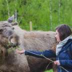 Eine Frau füttert ein Elch mit einem Zweig