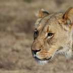 Löwin im Amakhala Game Reserve