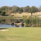 Eine Gruppe von Flusspferden schwimmt in einem Teich auf einem Golfplatz