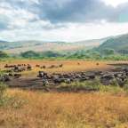 Eine Herde von Büffeln , die in einem Feld stehen