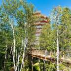 Eine Holzbrücke im Wald mit einem Turm darauf