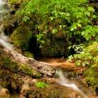Ein Wasserfall fließt durch einen üppigen grünen Wald