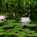 Zwei weiße Seerosen schwimmen in einem Teich