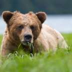 Ein Bär liegt im Gras und frisst Gras